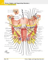 Frank H. Netter, MD - Atlas of Human Anatomy (6th ed ) 2014, page 393